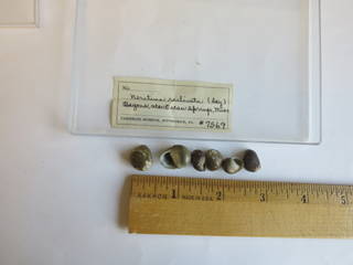 To NMNH Extant Collection (JPEM 7569)