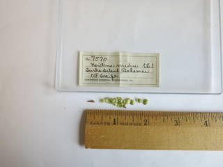 To NMNH Extant Collection (JPEM 7570)