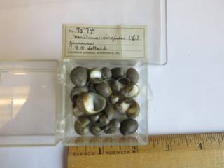To NMNH Extant Collection (JPME 7574)