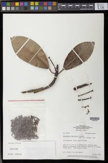 To NMNH Extant Collection (01890550)