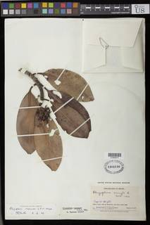 To NMNH Extant Collection (01890571)