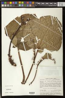To NMNH Extant Collection (01901350)