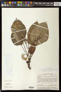 To NMNH Extant Collection (01901351)