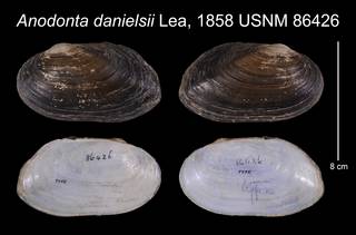 To NMNH Extant Collection (Anodonta danielsii Lea, 1858    USNM 86426)