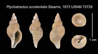To NMNH Extant Collection (Ptychatractus occidentalis Stearns, 1873    USNM 73729)