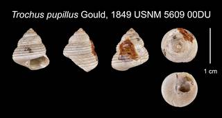 To NMNH Extant Collection (Trochus pupillus Gould, 1849 USNM    5609 00DU)