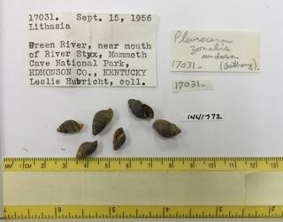To NMNH Extant Collection (USNM 1441772)