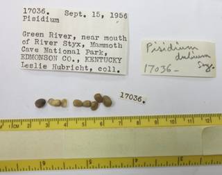 To NMNH Extant Collection (USNM 1441777)