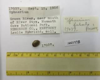 To NMNH Extant Collection (USNM 1441778)