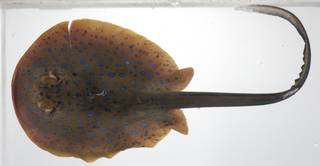 To NMNH Extant Collection (Taeniura lymma USNM 423588 photograph lateral view)
