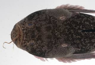 To NMNH Extant Collection (Uranoscopus sulphureus USNM 423606 photograph lateral view)