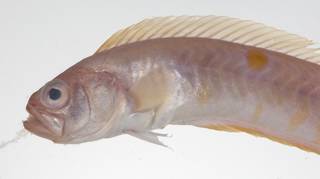 To NMNH Extant Collection (Acanthocepola krusensternii USNM 423602 photograph head lateral view)