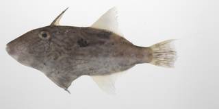 To NMNH Extant Collection (Paramonacanthus choirocephalus USNM 424680 photograph lateral view)