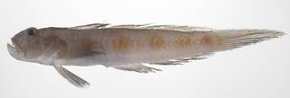 To NMNH Extant Collection (Oxyurichthys auchenolepis USNM 424686 photograph lateral view)