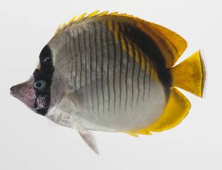 To NMNH Extant Collection (Chaetodon lineolatus USNM 424754 photograph lateral view)