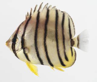 To NMNH Extant Collection (Chaetodon octofasciatus USNM 424834 photograph lateral view)