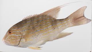 To NMNH Extant Collection (Symphorichthys spilurus USNM 423559 photograph lateral view)