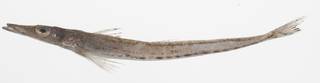 To NMNH Extant Collection (Elates ransonnettii USNM 424737 photograph lateral view)