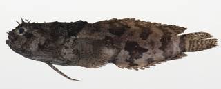 To NMNH Extant Collection (Halophryne hutchinsi USNM 424661 photograph lateral view)