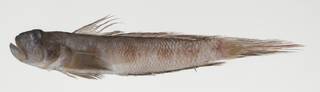 To NMNH Extant Collection (Oxyurichthys auchenolepis USNM 424671 photograph lateral view)