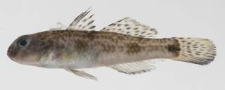 To NMNH Extant Collection (Acentrogobius nebulosus USNM 424662 photograph lateral view)