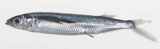 To NMNH Extant Collection (Oxyporhamphus convexus USNM 424809 photograph lateral view)