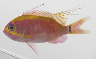 To NMNH Extant Collection (Odontanthias rhodopeplus USNM 423658 photograph lateral view)