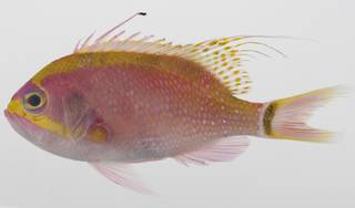 To NMNH Extant Collection (Odontanthias rhodopeplus USNM 423659 photograph lateral view)