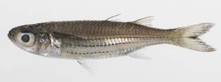To NMNH Extant Collection (Atherinomorus endrachtensis USNM 424863 photograph lateral view)