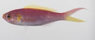 To NMNH Extant Collection (Symphysanodon typus USNM 423632 photograph lateral view)