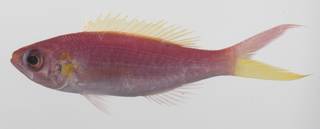 To NMNH Extant Collection (Symphysanodon typus USNM 423633 photograph lateral view)