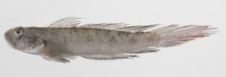 To NMNH Extant Collection (Oxyurichthys cornutus USNM 423616 photograph lateral view)
