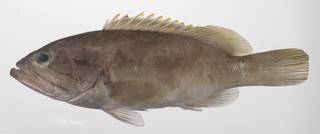 To NMNH Extant Collection (Epinephelus heniochus USNM 423629 photograph lateral view)