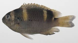 To NMNH Extant Collection (Dischistodus fasciatus USNM 424592 photograph lateral view)