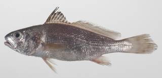 To NMNH Extant Collection (Johnius laevis USNM 424571 photograph lateral view)