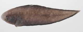 To NMNH Extant Collection (Cynoglossus maculipinnis USNM 424579 photograph lateral view)