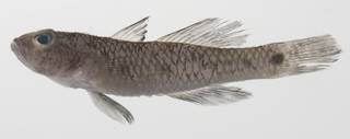 To NMNH Extant Collection (Arcygobius baliurus USNM 424577 photograph lateral view)