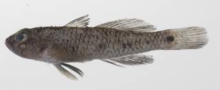 To NMNH Extant Collection (Arcygobius baliurus USNM 424574 photograph lateral view)