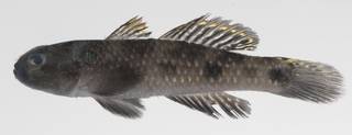 To NMNH Extant Collection (Yongeichthys caninus USNM 424573 photograph lateral view)