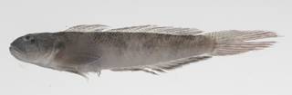 To NMNH Extant Collection (Oxyurichthys cornutus USNM 424575 photograph lateral view)