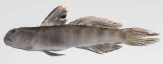 To NMNH Extant Collection (Cryptocentrus russus USNM 424578 photograph lateral view)