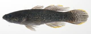 To NMNH Extant Collection (Ophiocara porocephala USNM 424769 photograph lateral view)