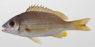 To NMNH Extant Collection (Lutjanus rufolineatus USNM 424581 photograph lateral view)