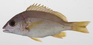 To NMNH Extant Collection (Lutjanus rufolineatus USNM 424582 photograph lateral view)