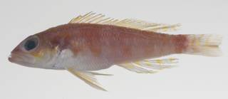 To NMNH Extant Collection (Chelidoperca santosi USNM 424586 photograph lateral view)