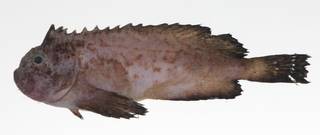 To NMNH Extant Collection (Erisphex philippinus USNM 424583 photograph lateral view)