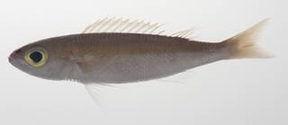 To NMNH Extant Collection (Pentapodus nagasakiensis USNM 424584 photograph lateral view)