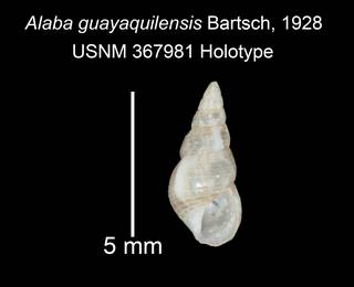 To NMNH Extant Collection (IZ MOL 367981 Holotype Shell)