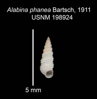 To NMNH Extant Collection (IZ MOL 198924 Holotype Shell)