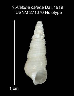 To NMNH Extant Collection (IZ MOL 271070 Holotype Shell)